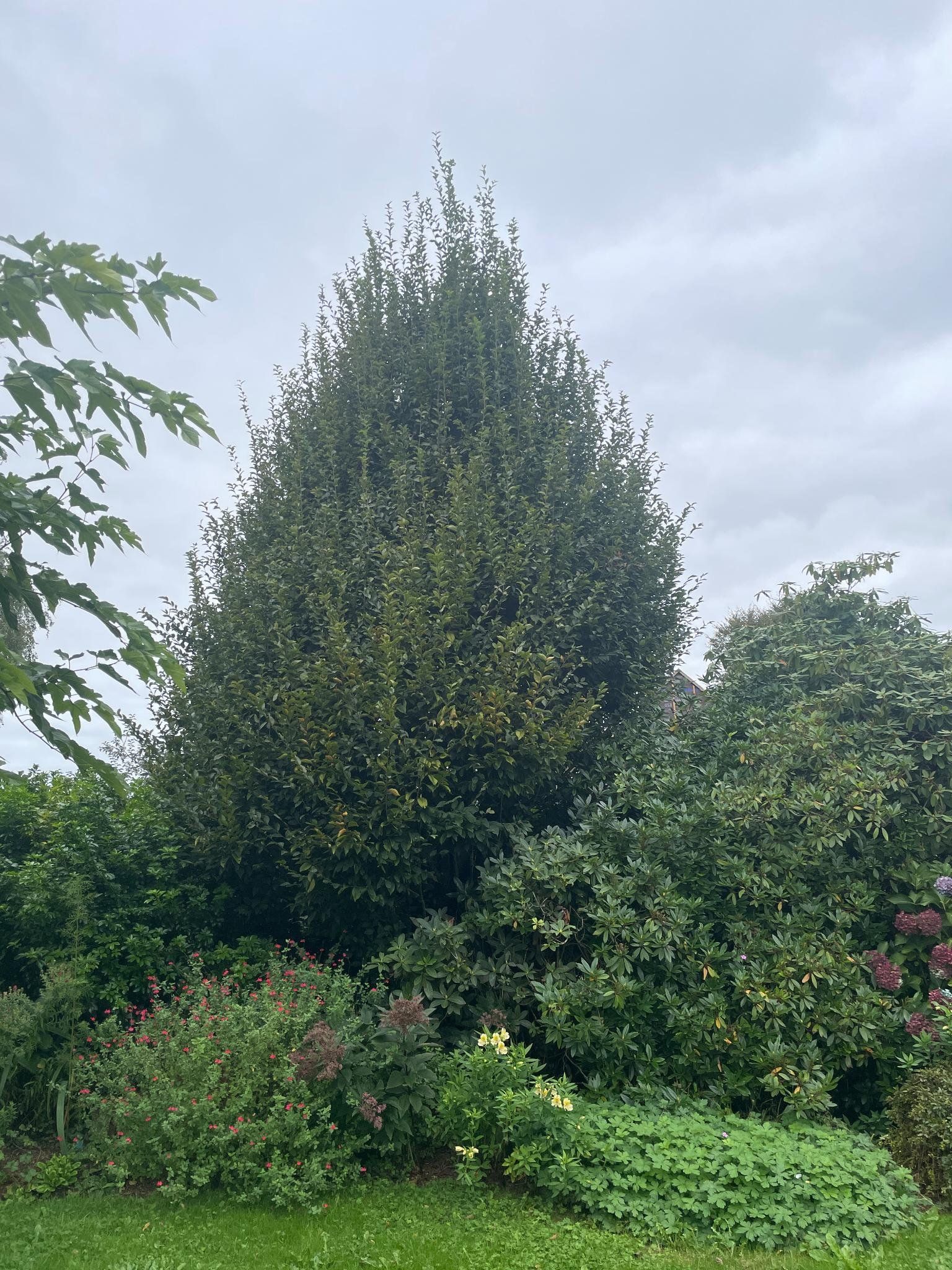 Arbre de charme après élagage – résultat final à Vannes