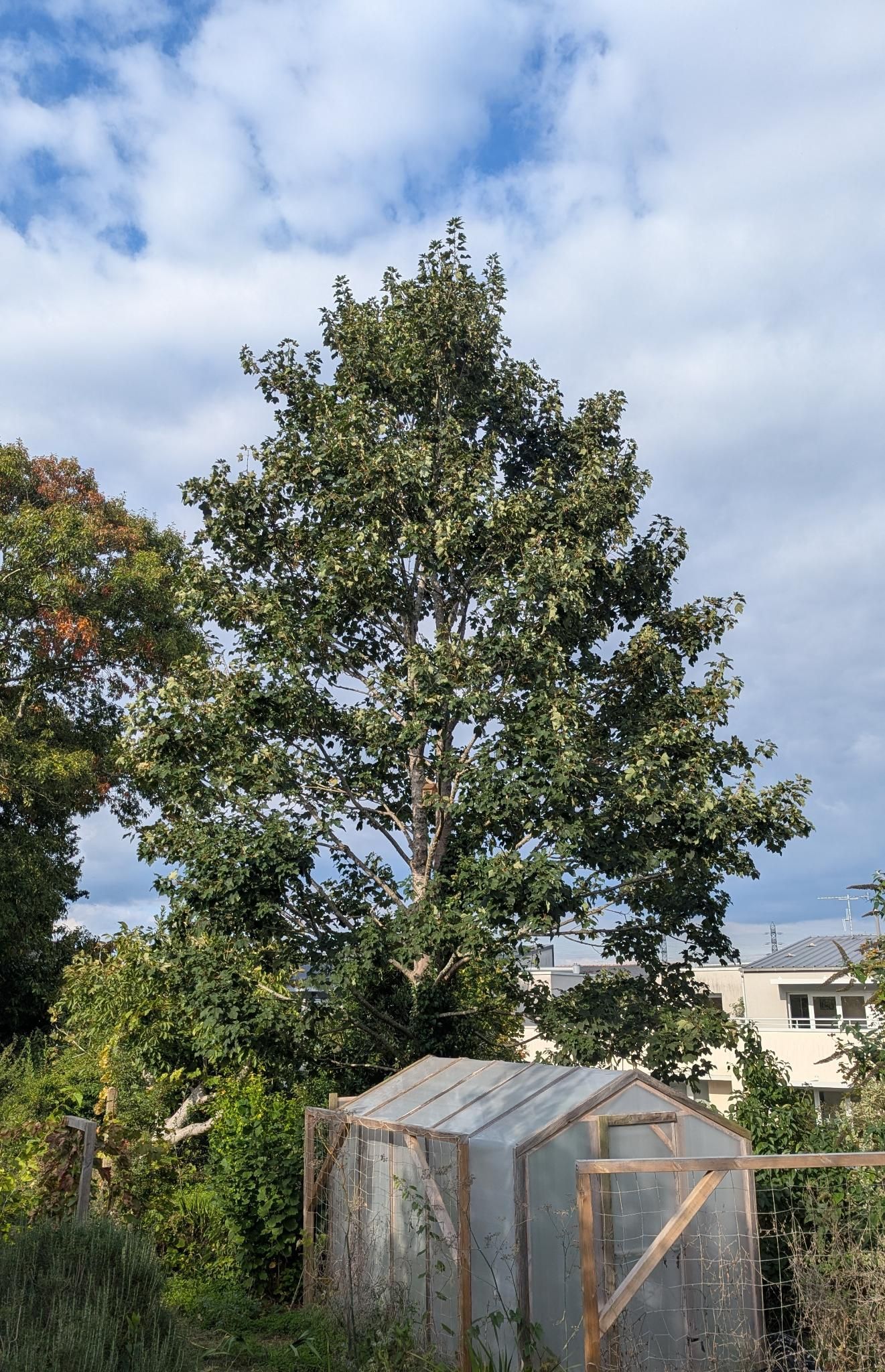 Érable sycomore après taille d’entretien – silhouette équilibrée