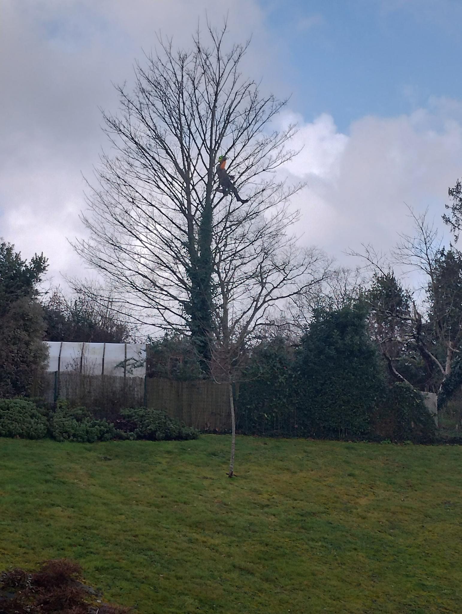 Érable sycomore avant taille – branches denses et feuillage non maîtrisé